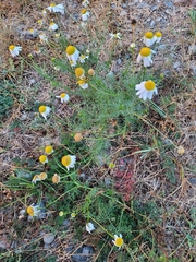 Matricaria chamomilla