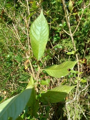 Prunus avium
