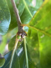 Andricus mamillaformis