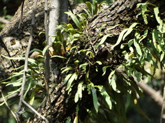 Pleopeltis macrocarpa