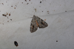 Catocala amica