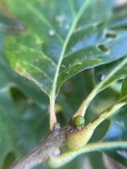 Andricus mamillaformis