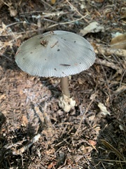 Amanita pachycolea
