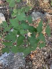 Toxicodendron pubescens
