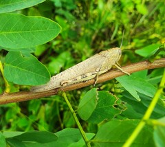 Anacridium aegyptium