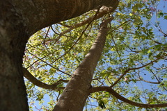 Handroanthus heptaphyllus