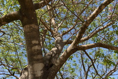 Handroanthus heptaphyllus