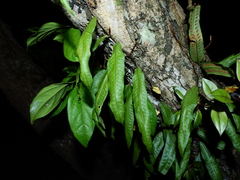 Microgramma persicariifolia
