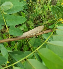 Anacridium aegyptium