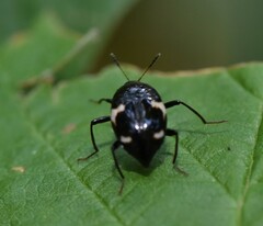 Scaphidium