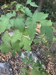 Toxicodendron pubescens