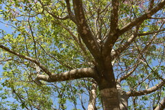 Handroanthus heptaphyllus