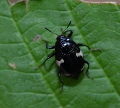 Scaphidium