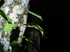 Microgramma persicariifolia