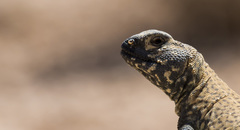 Uromastyx acanthinura