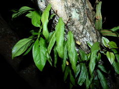 Microgramma persicariifolia