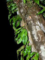 Microgramma persicariifolia