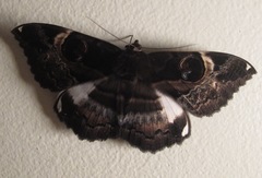 Erebus terminitincta