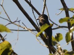 Pachyramphus validus