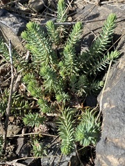 Petrosedum