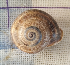 Otala punctata