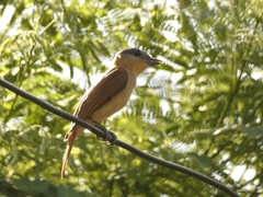 Pachyramphus validus