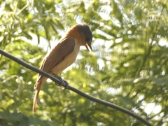 Pachyramphus validus