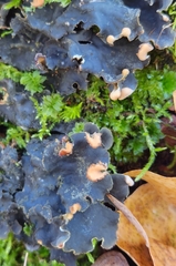 Peltigera polydactylon