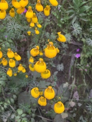Calceolaria corymbosa