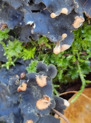 Peltigera polydactylon