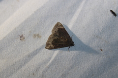 Hypena abalienalis
