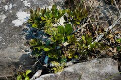 Apodytes abbottii