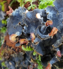 Peltigera polydactylon