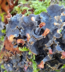 Peltigera polydactylon