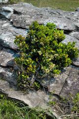 Apodytes abbottii