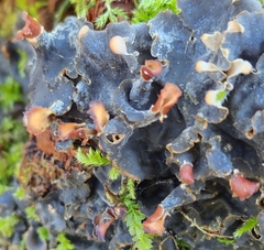 Peltigera polydactylon