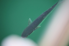 Mugilidae