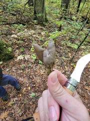 Helvella lacunosa