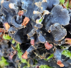 Peltigera polydactylon
