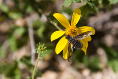 Poecilanthrax californicus