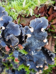 Peltigera polydactylon