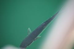 Mugilidae
