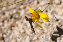 Poecilanthrax californicus