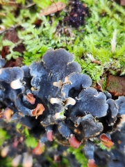 Peltigera polydactylon