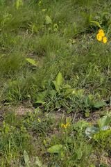 Berkheya setifera