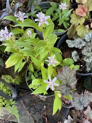 Tricyrtis