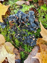 Peltigera polydactylon