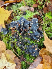 Peltigera polydactylon