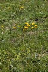 Berkheya setifera
