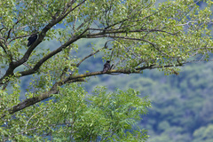 Corvus cornix × corone